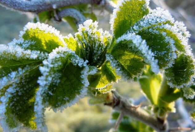 ZA PODRUČJU GRADA LEPOGLAVE JE  PROGLAŠENA PRIRODNA NEPOGODA OD MRAZA