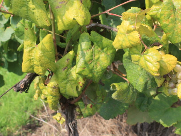 Poziv vlasnicima vinograda – prijavite svoje zapuštene i/ili zaražene vinograde