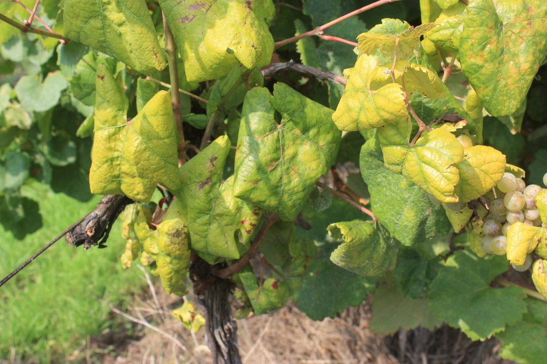 Poziv vlasnicima vinograda – prijavite svoje zapuštene i/ili zaražene vinograde